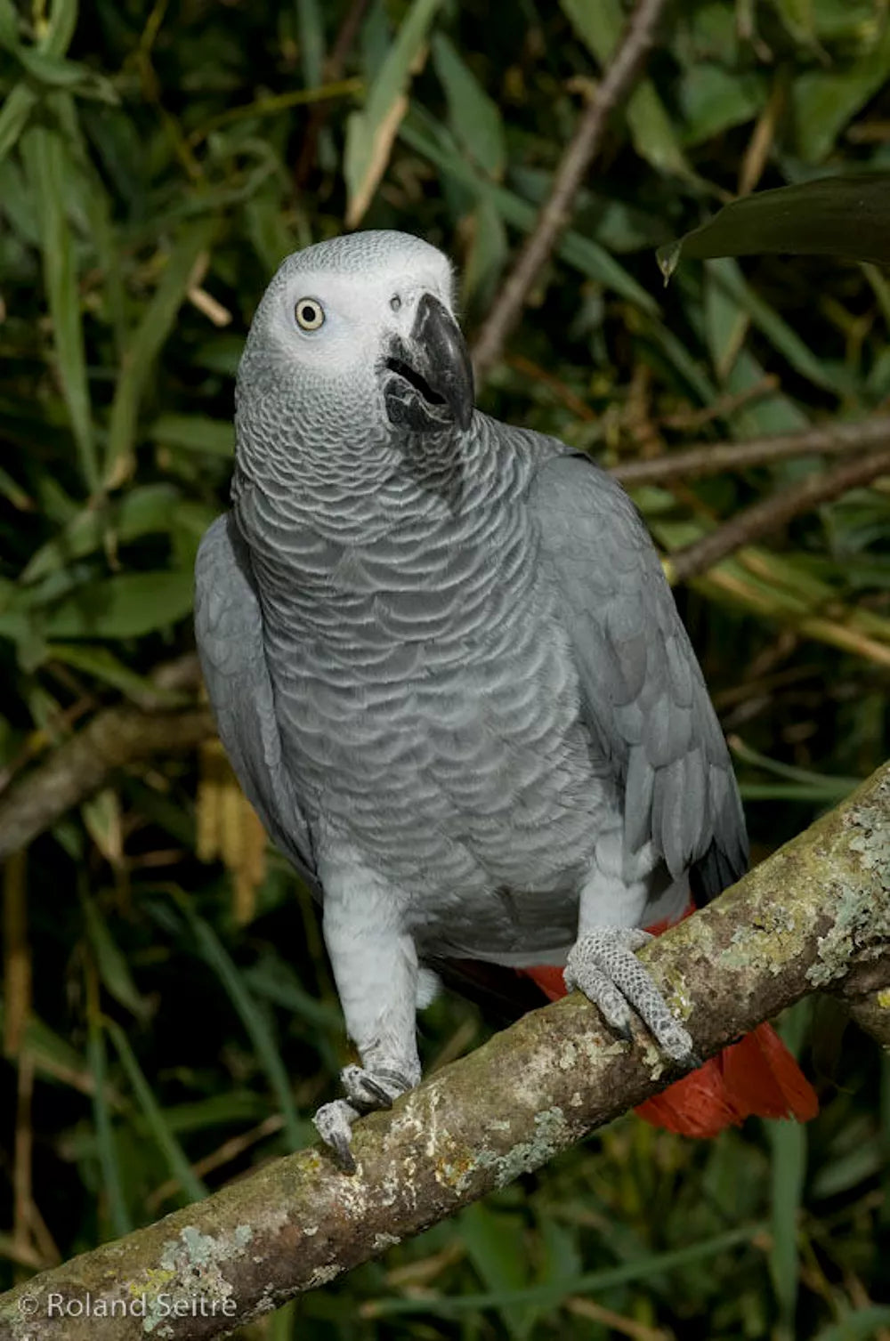 Loro gris africano criado a mano (Jaco)
