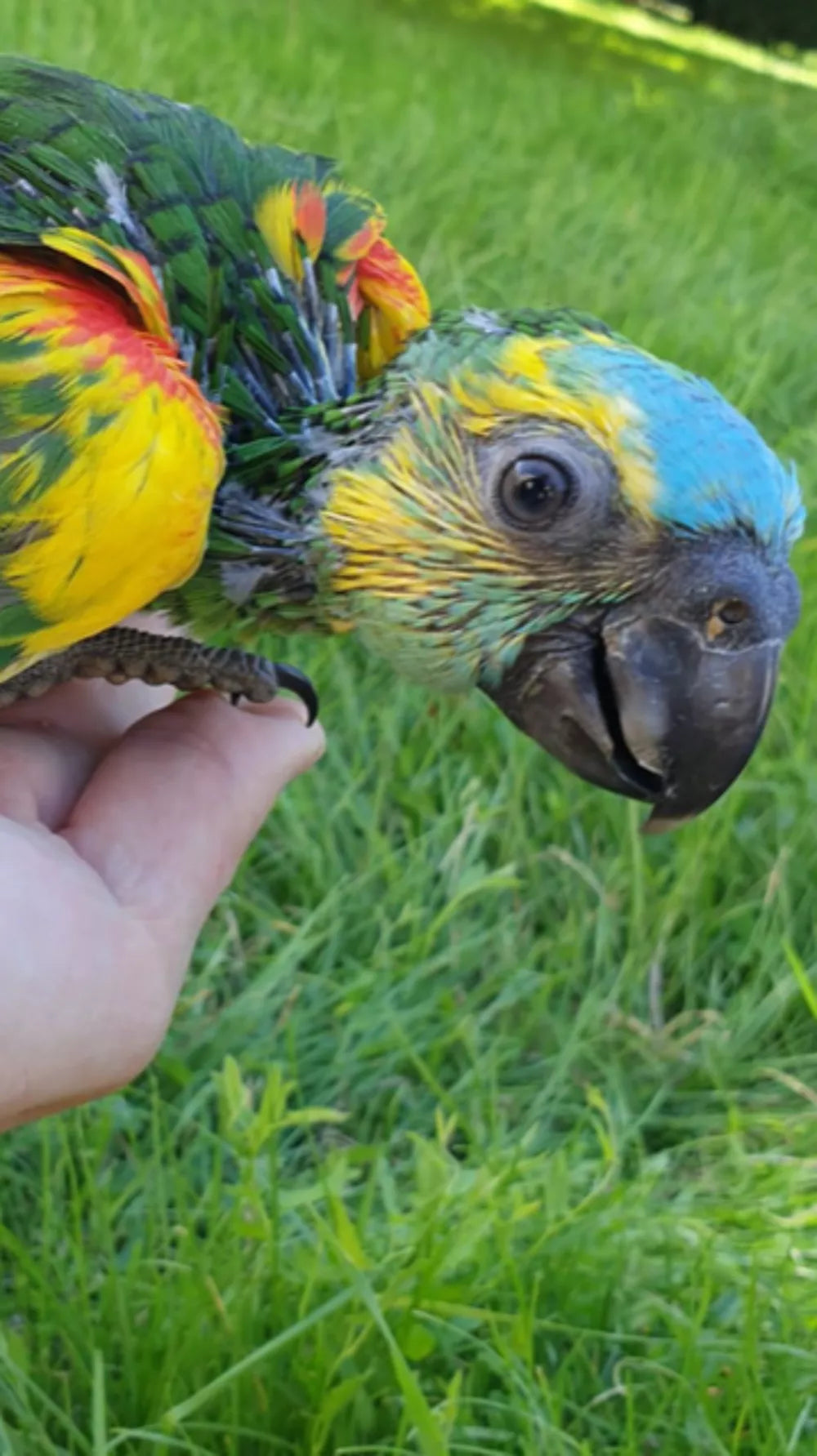 Loro amazona de frente azul