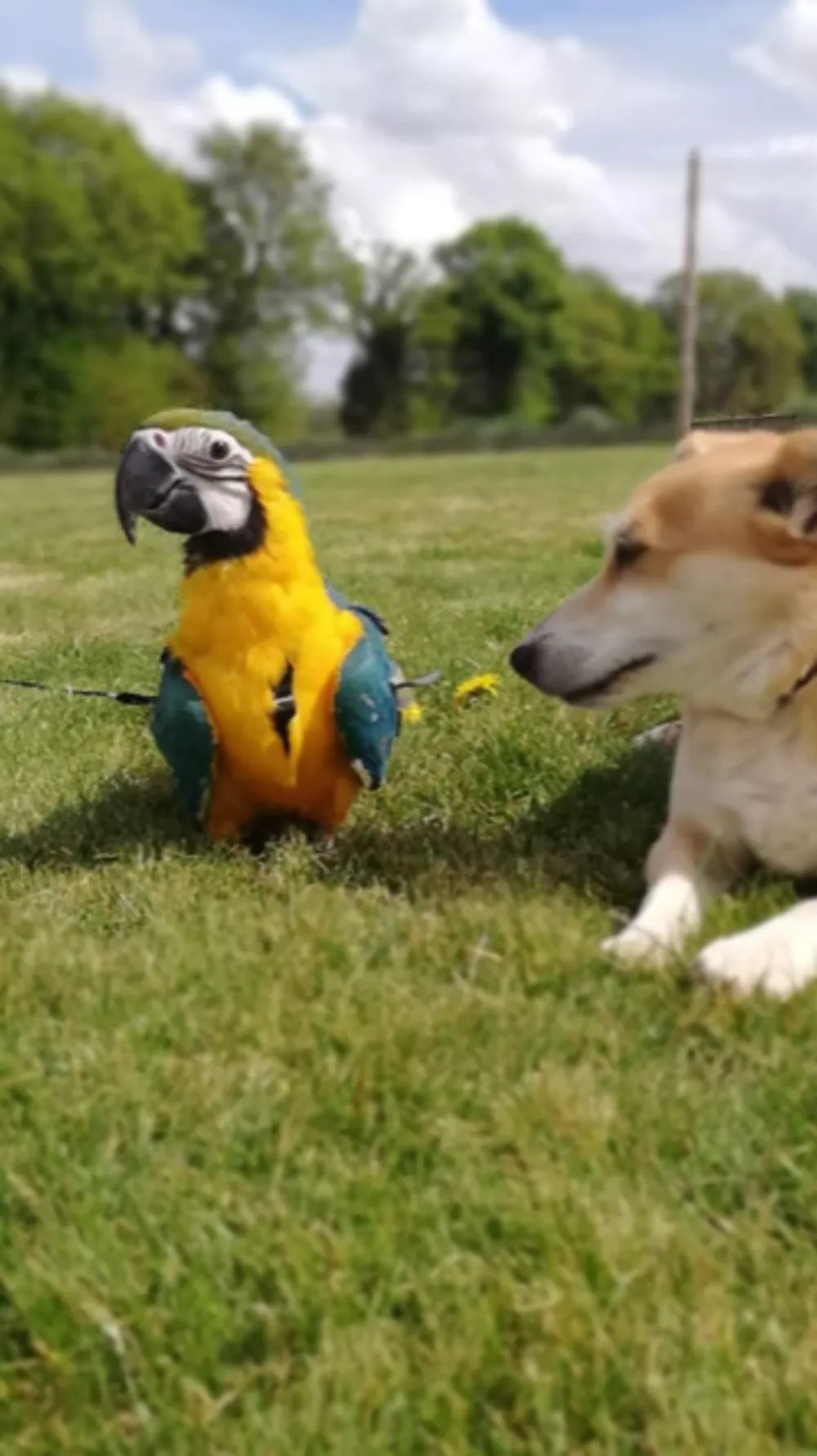 GUACAMAYO AZUL Y AMARILLO CRIADO A MANO