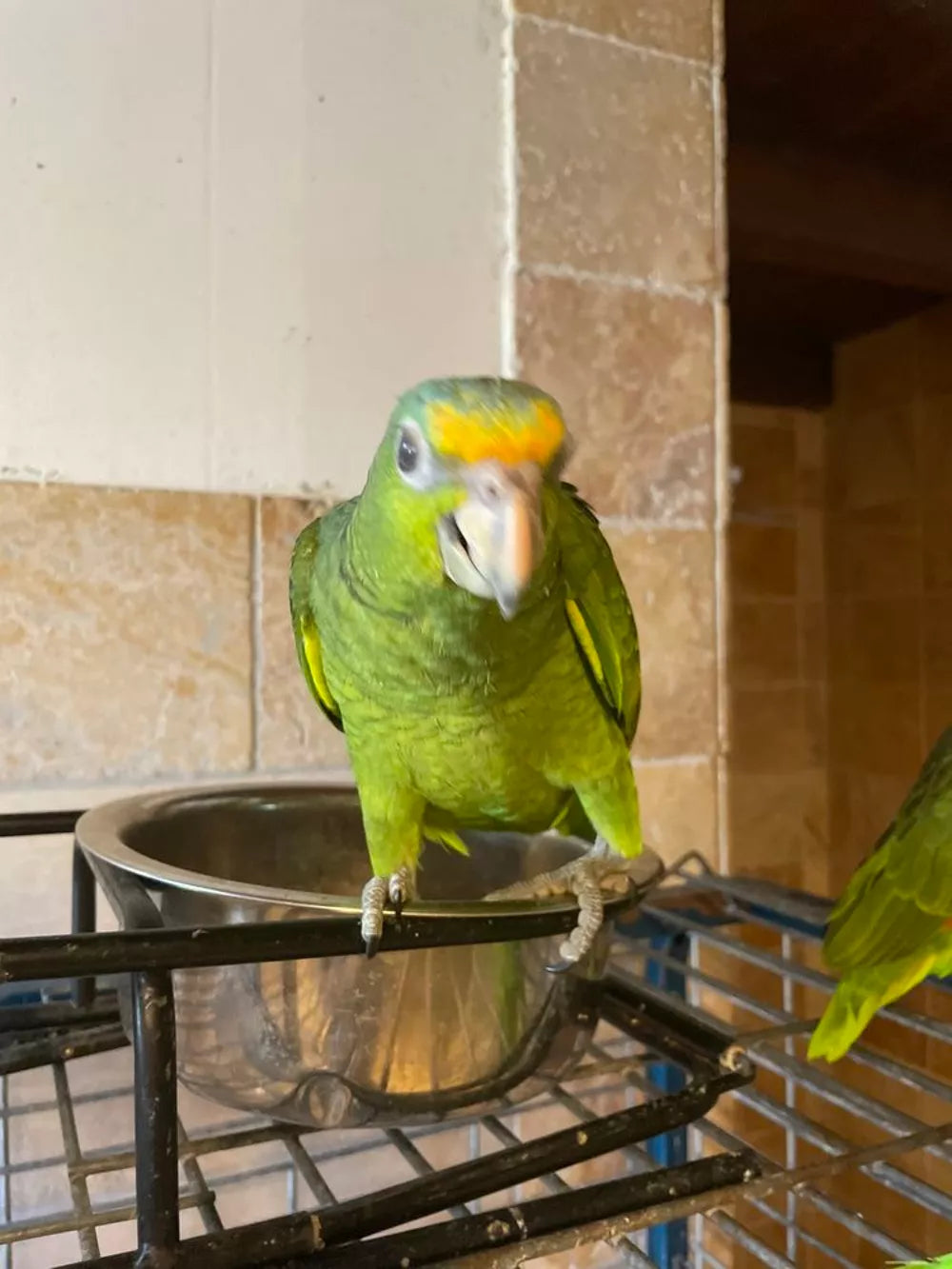 Loro híbrido amazónico (Amazónica de frente roja) EAM