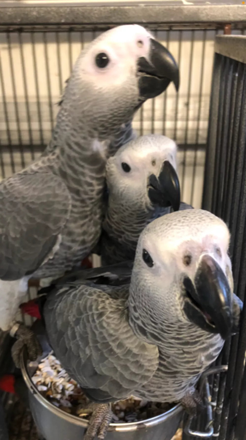 Loro gris africano criado a mano (Jaco)