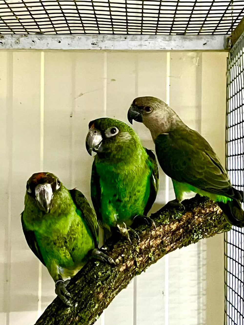Loro de jardín y rufiventris