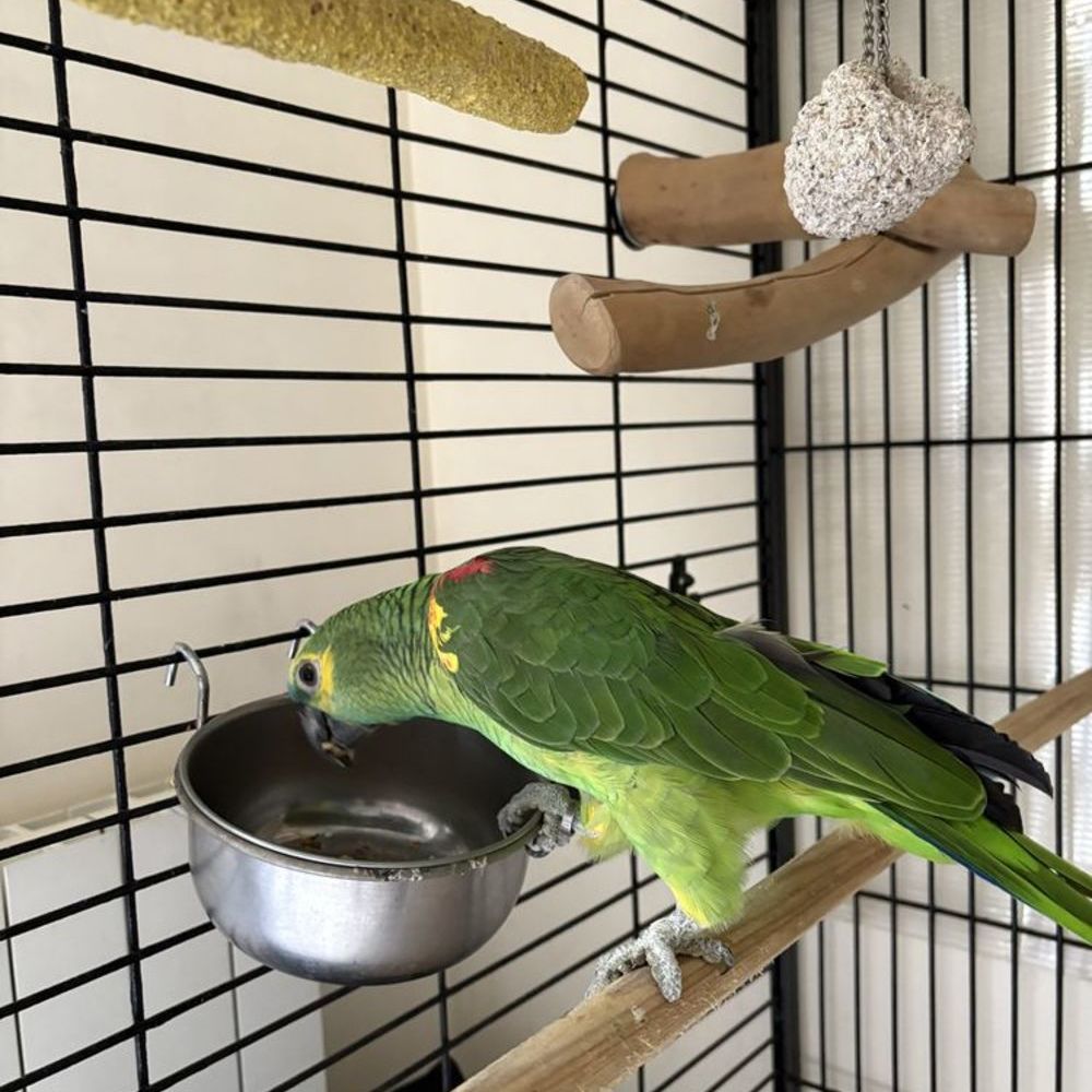 Loro amazónico de frente azul AT