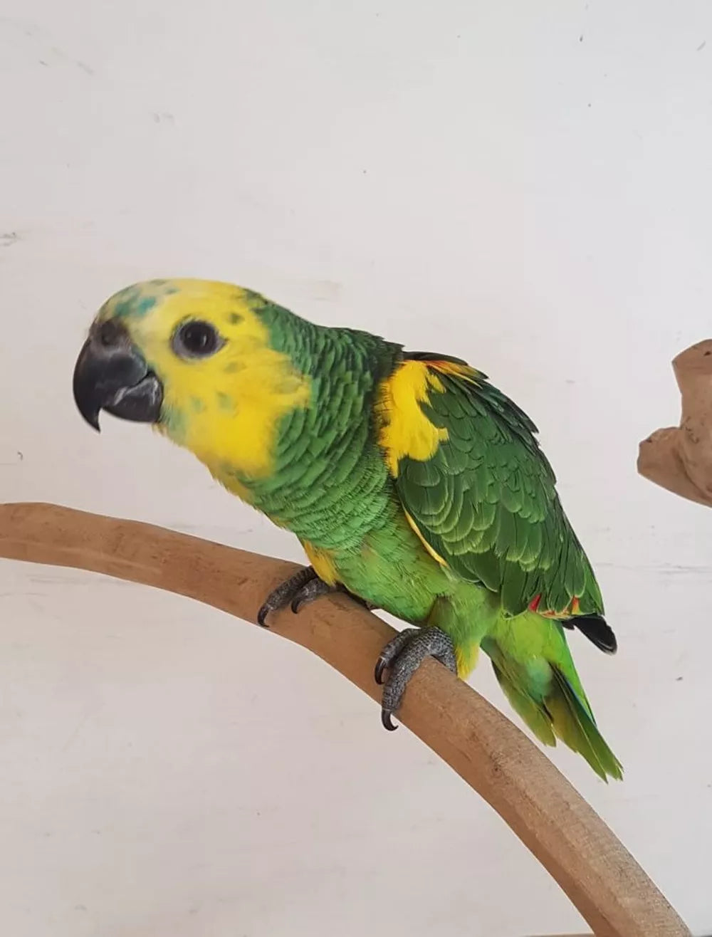 Loro amazona de frente azul