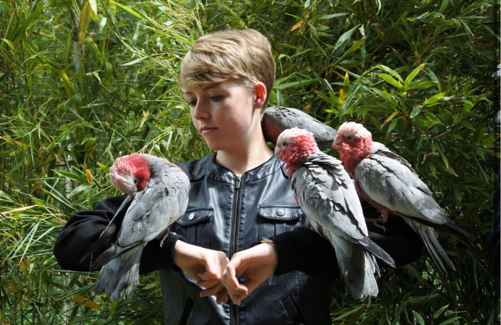 Cacatúas Rosalbino criadas a mano