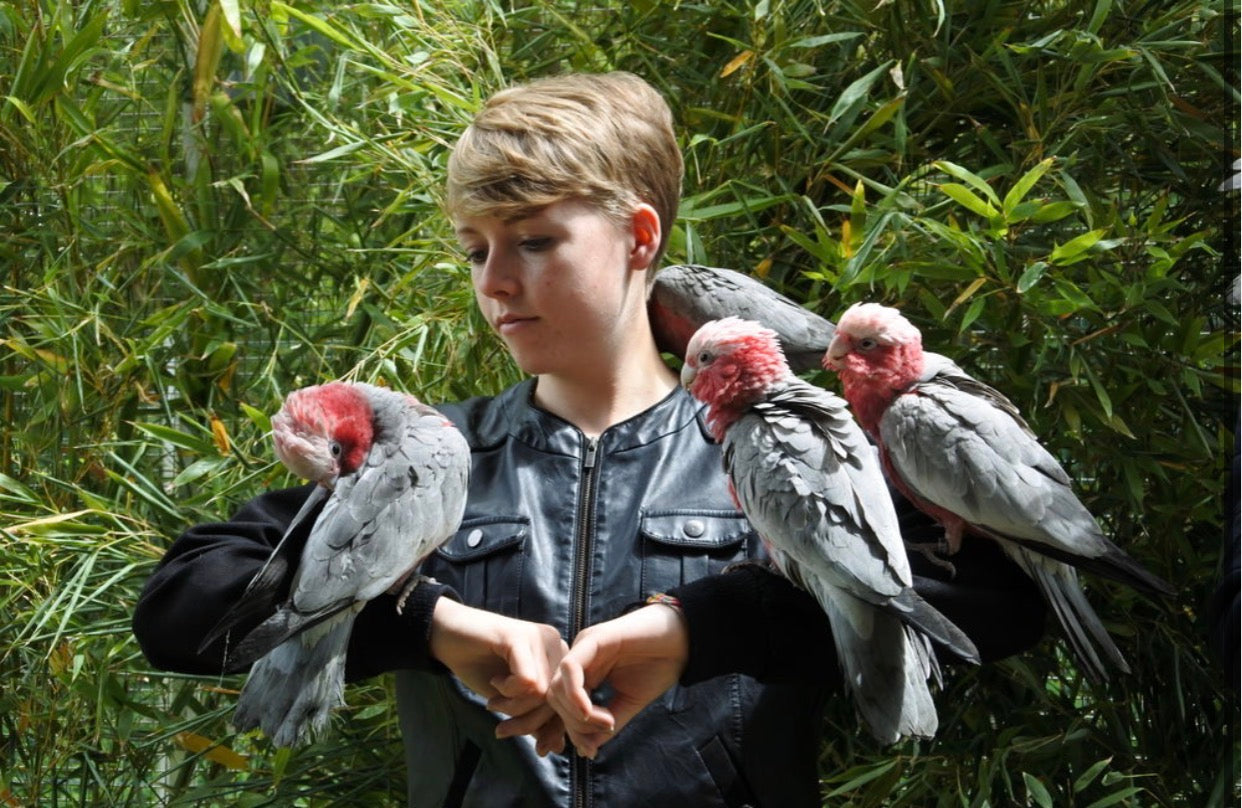 Cacatúas Rosalbino criadas a mano