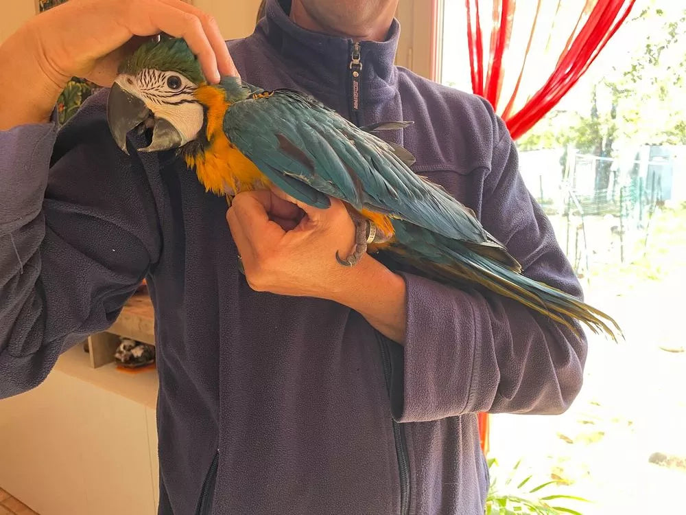 Loro guacamayo azul y amarillo bebé
