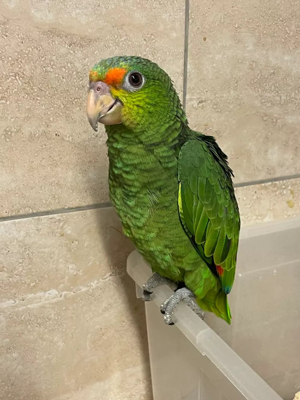 Loro híbrido amazónico (Amazónica de frente roja) EAM