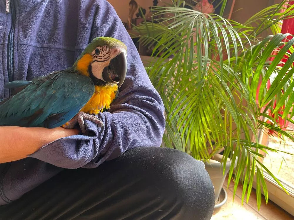 Loro guacamayo azul y amarillo bebé