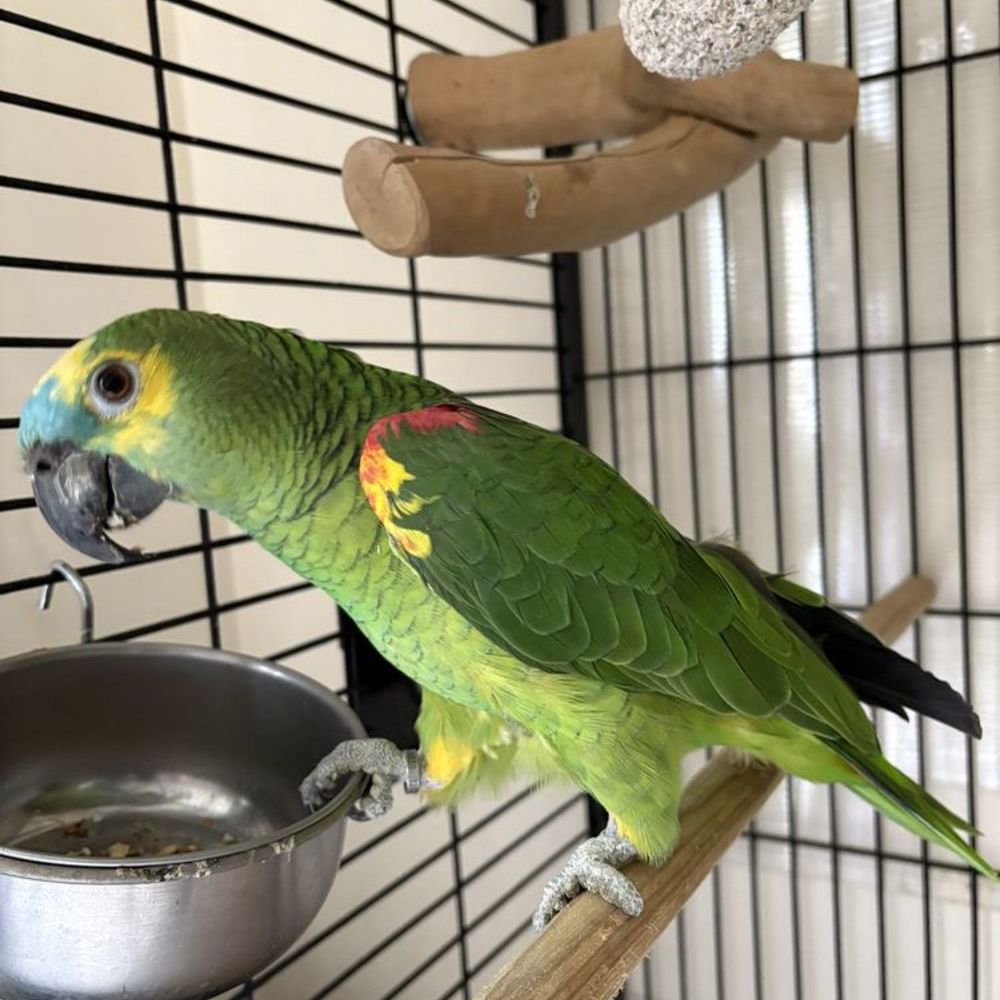 Loro amazónico de frente azul AT