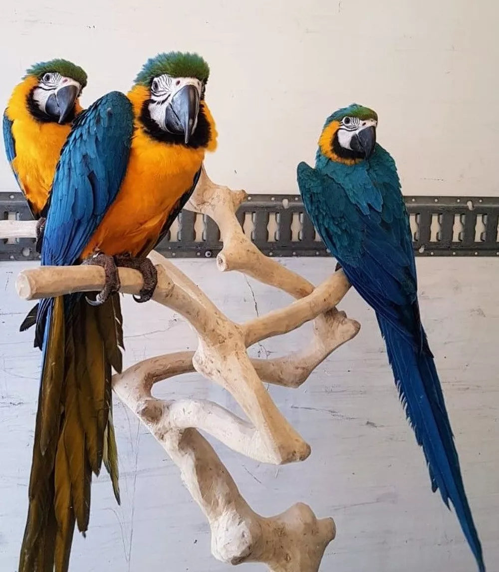 GUACAMAYO AZUL Y AMARILLO CRIADO A MANO