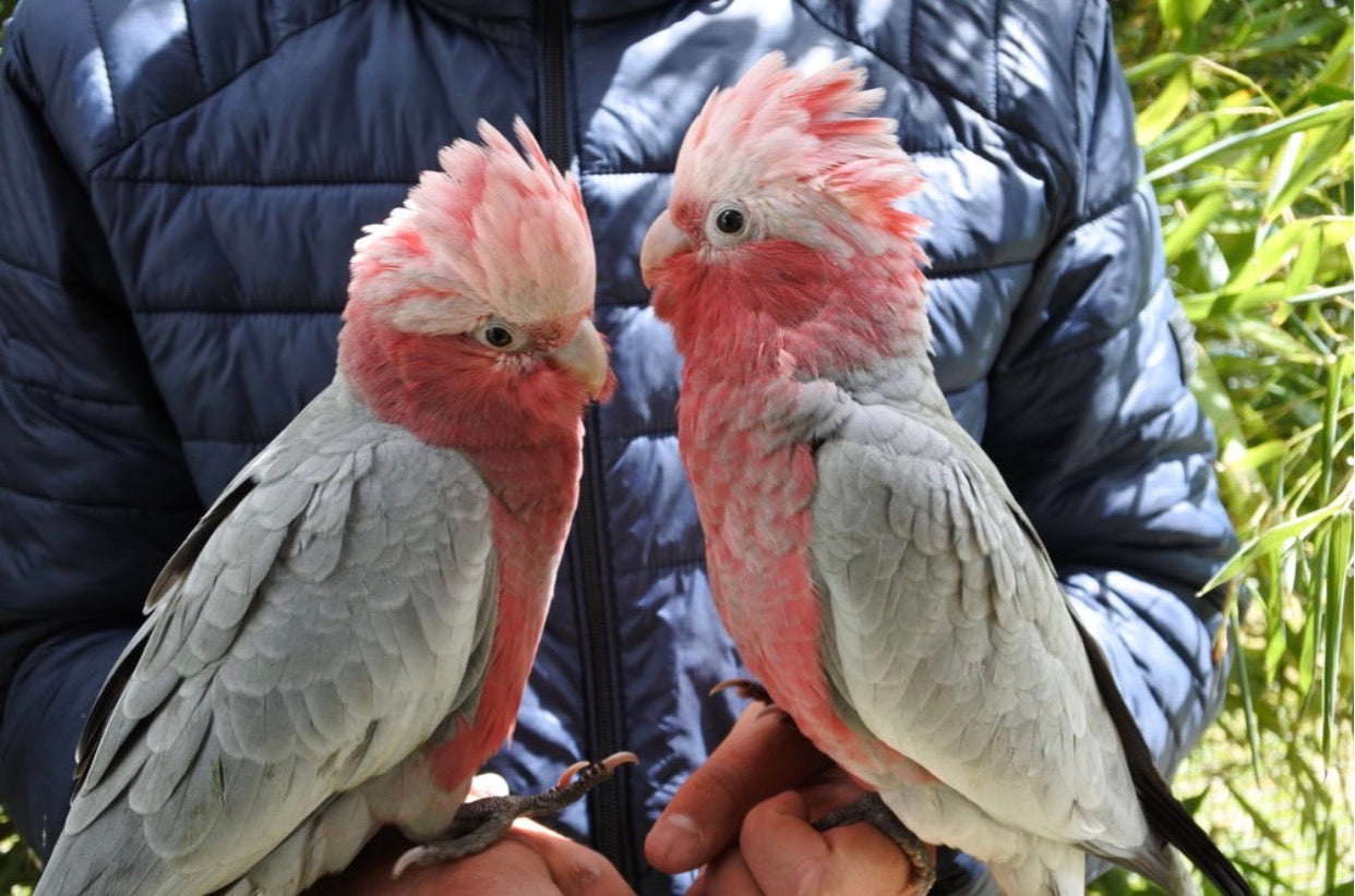 Cacatúas Rosalbino criadas a mano