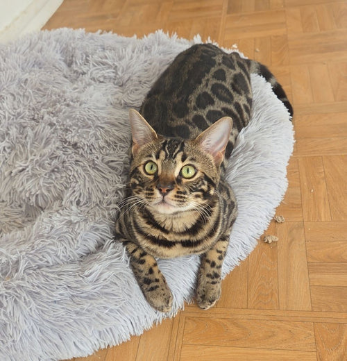 Bengal loof