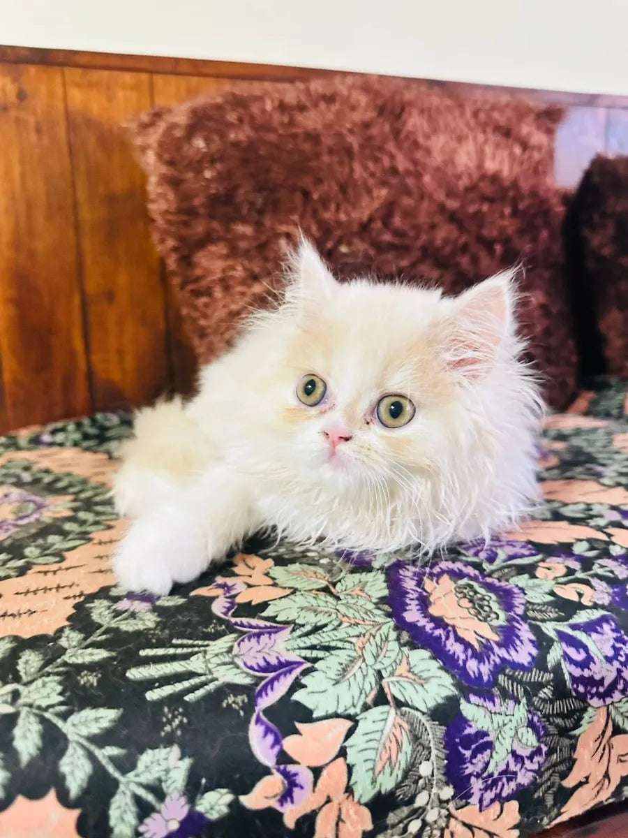 Gatas Persa Gatitas Medellín y  Hembra Bogotá Cali Bucaramanga Ibagué Blanco Y Naranja