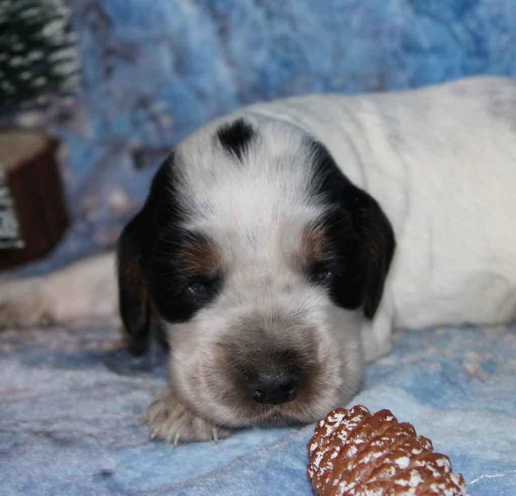 Cachorros de Cocker Spaniel Inglés