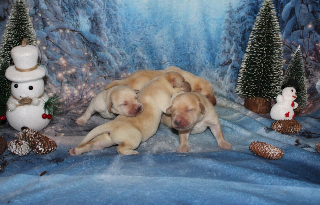 Cachorros de labrador amarillo (sable)