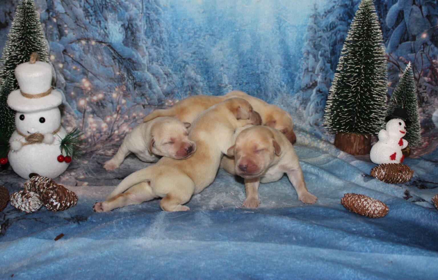 Cachorros de labrador amarillo (sable)
