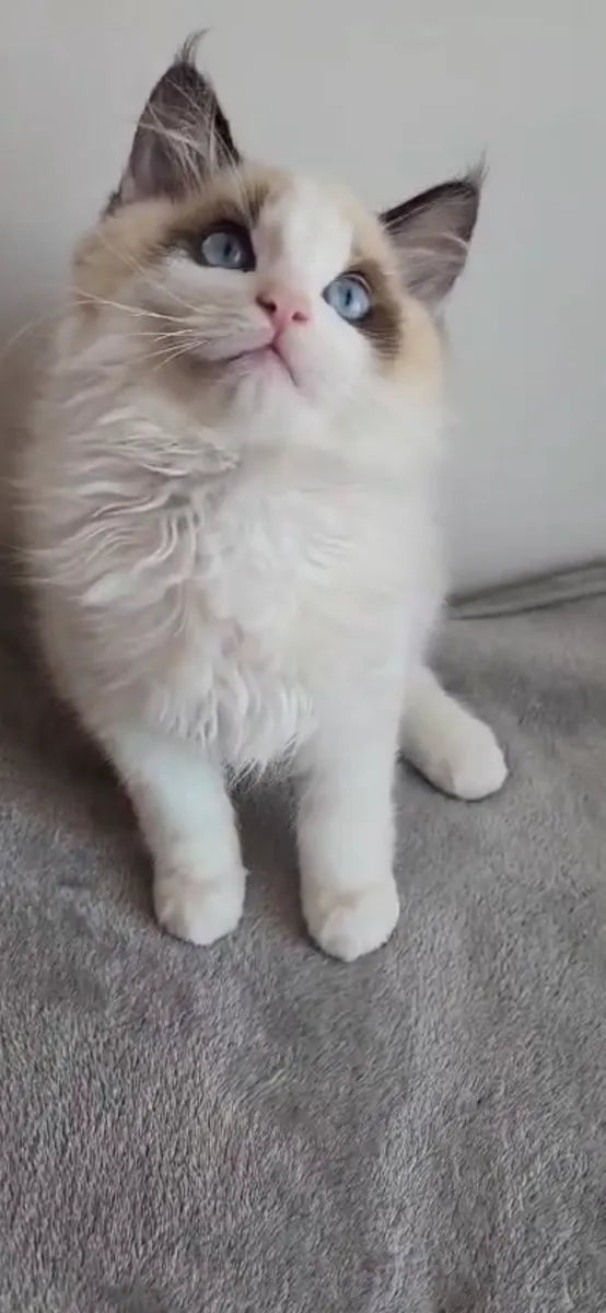 Gatitos Ragdoll Femenino y masculino