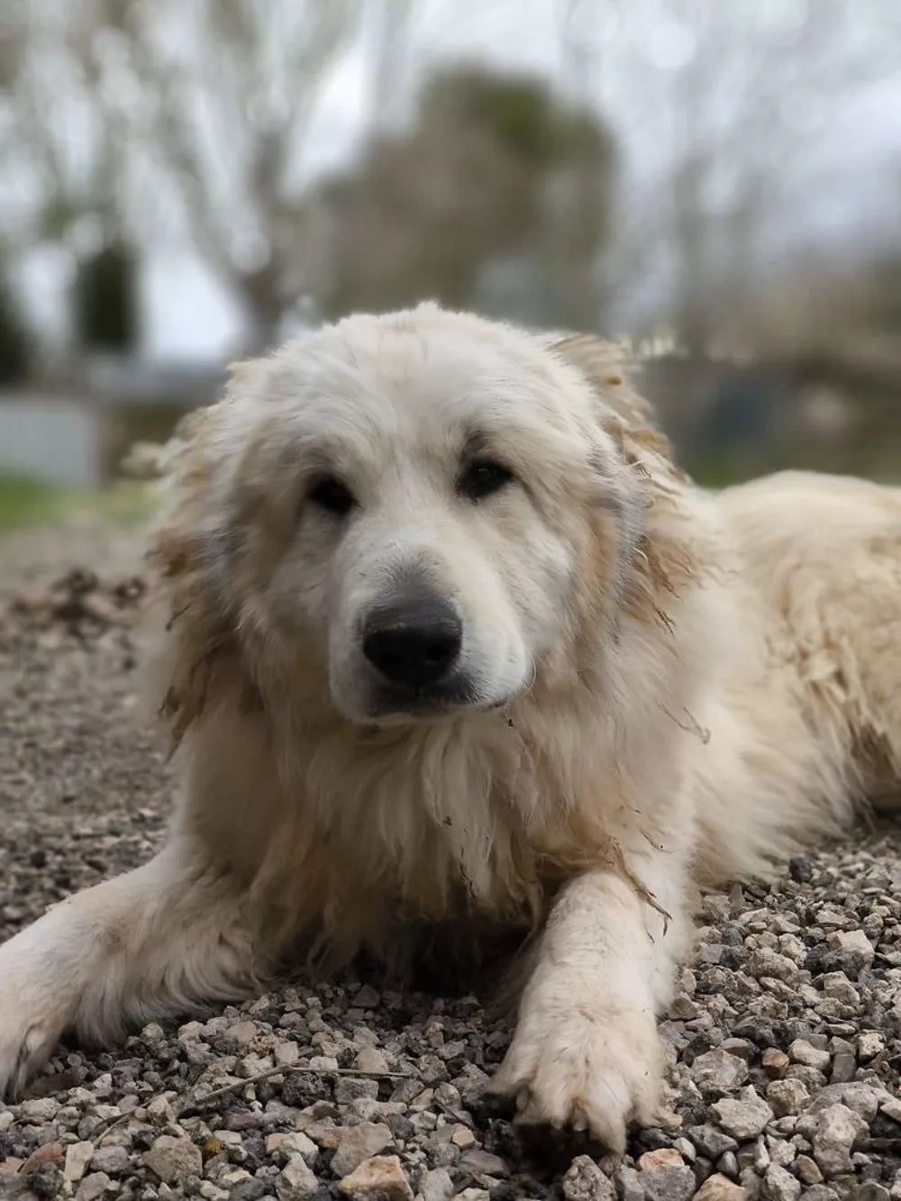 Perro de Montaña de los Pirineos (Patou).