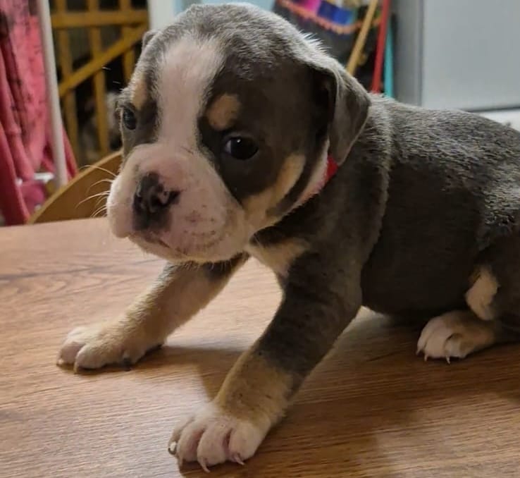 Bulldog inglés antiguo 4