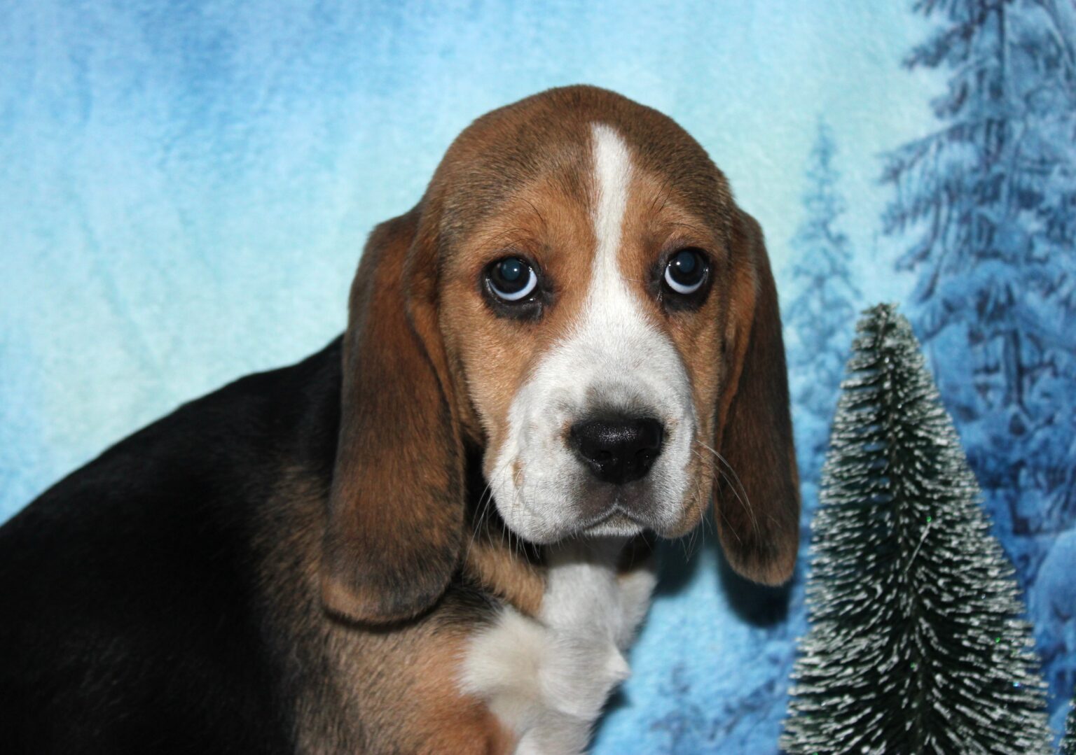 Hermosa BEAGLE hembra tricolor