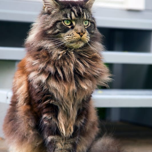 Maine Coon