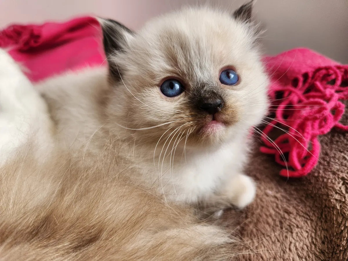 Gatitos Ragdoll Femenino y masculino