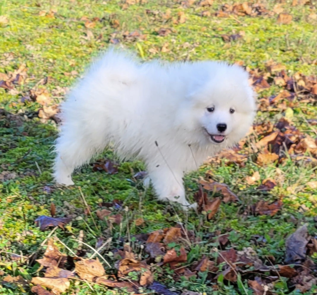 Samoyedo macho Algo