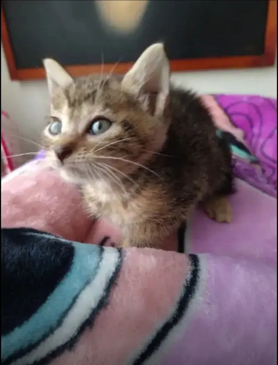 Hermosos Gaticos Atigrados