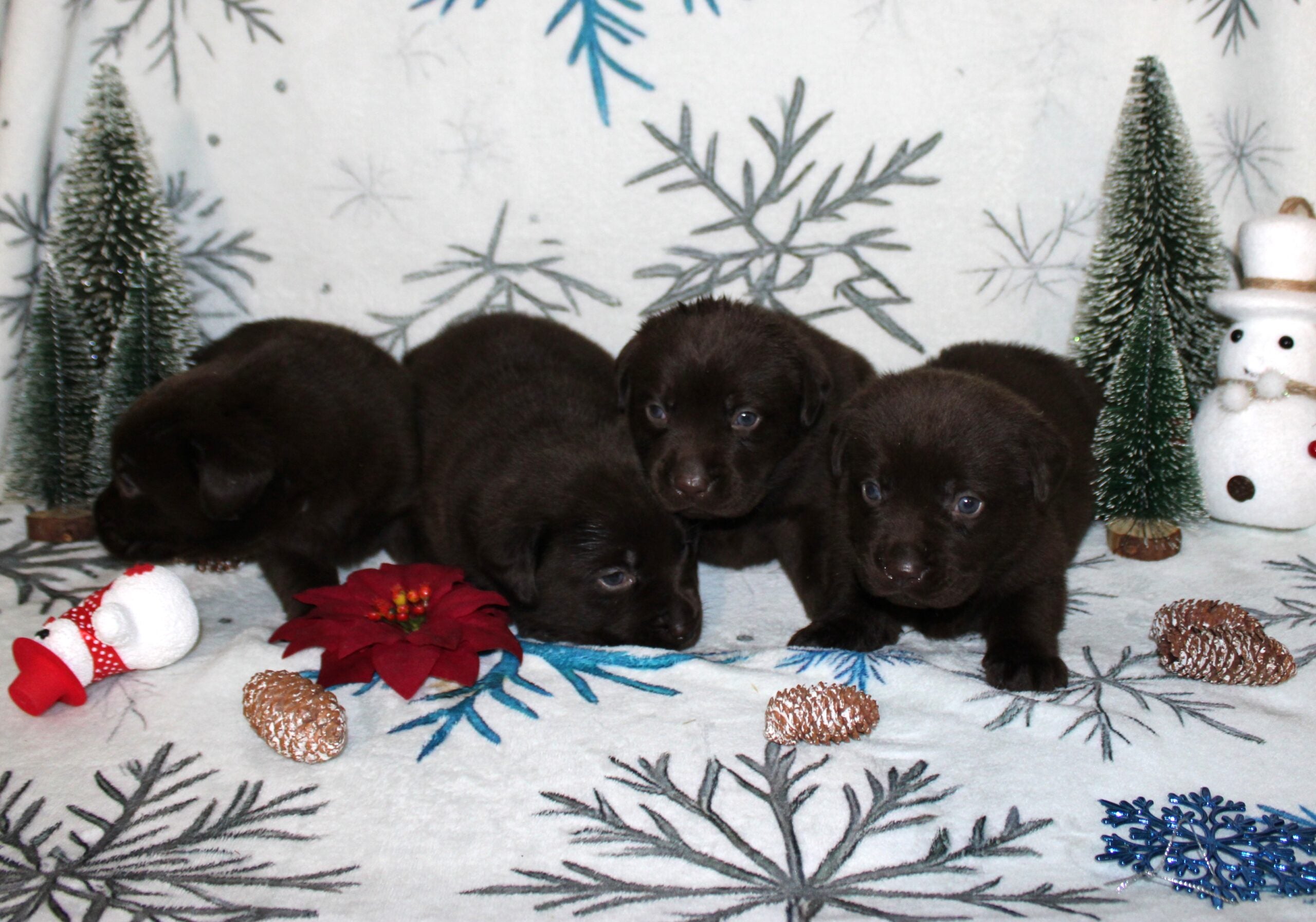 Cachorros de Labrador marrón de nuestro programa de cría
