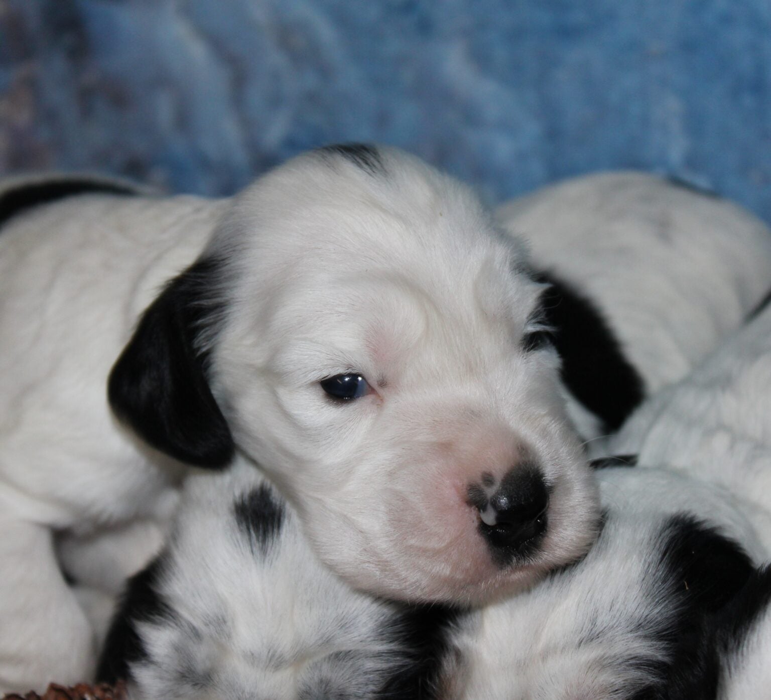 Cachorros de Cocker Spaniel Inglés