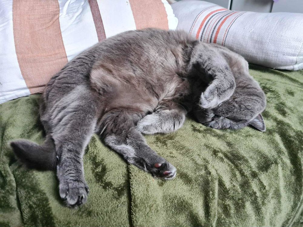 Yuki, una belleza con compostura inglesa