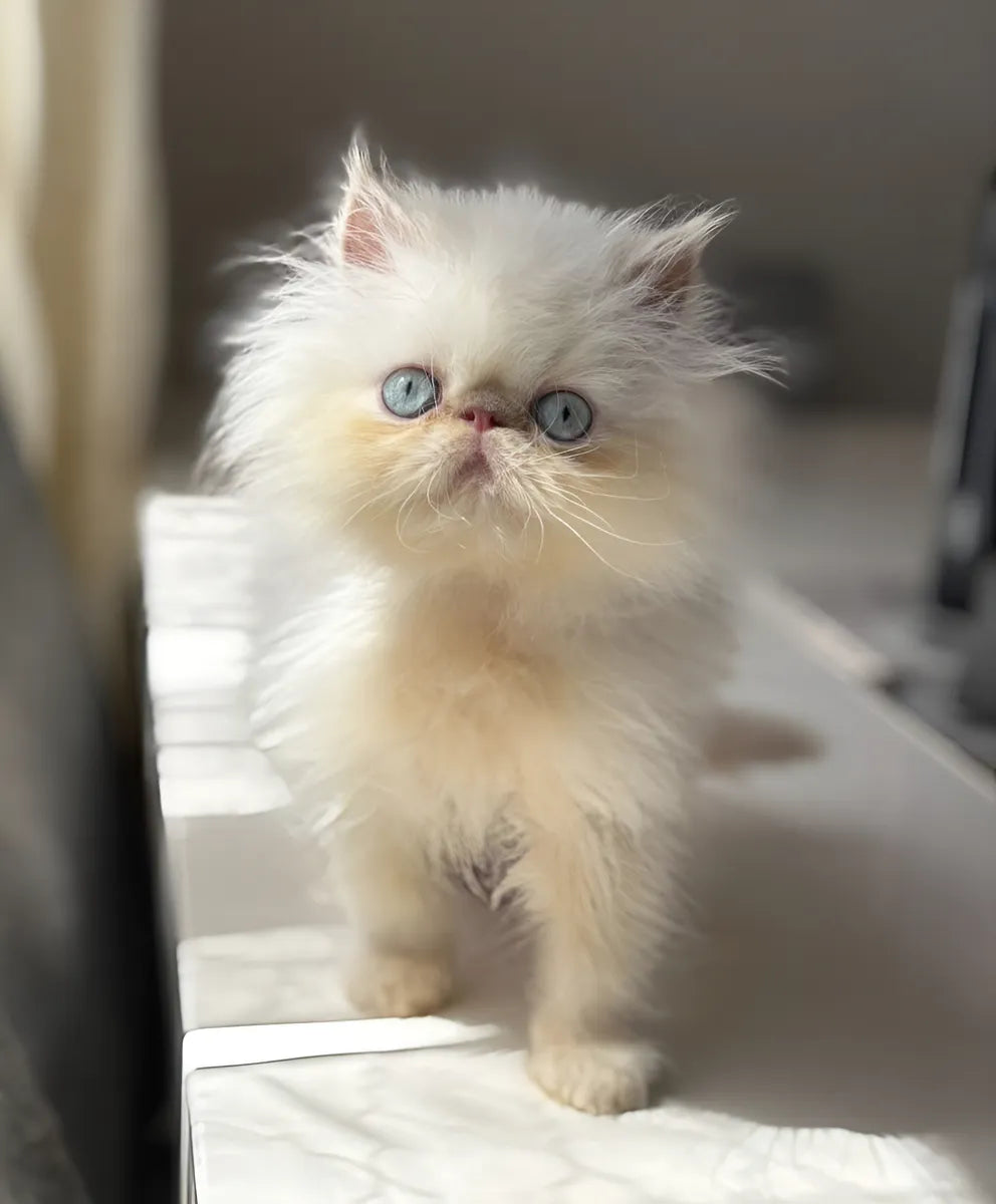 Persa Macho y Hembra Exótico Blanco