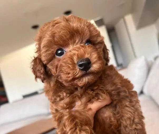 CACHORRO CANICHE TOY