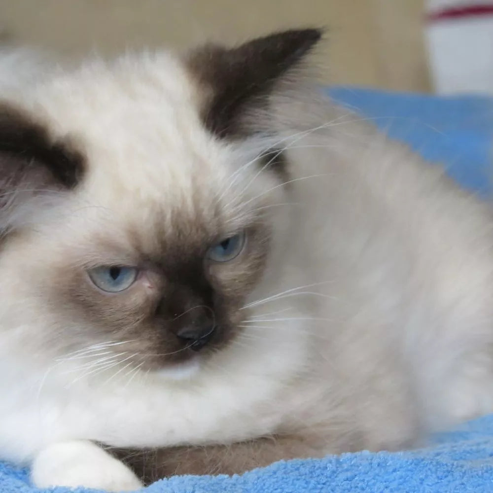 Preciosos gatitos Ragdoll
Bellegarde-Sainte-Marie