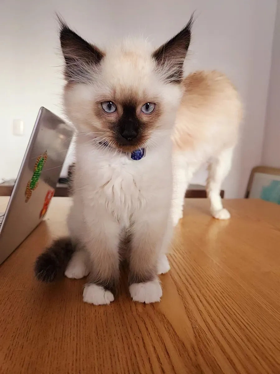 Gatitos Ragdoll Femenino y masculino