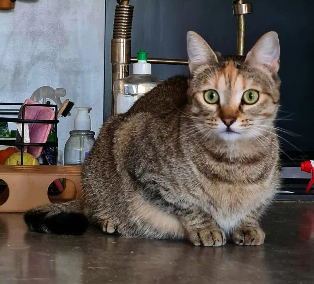 PRINCESA TIGRE HEMBRA DE 1 AÑO