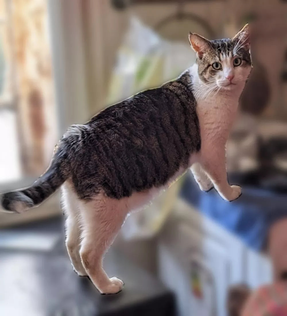 GATO TIGRE BLANCO BERNARD 3 AÑOS