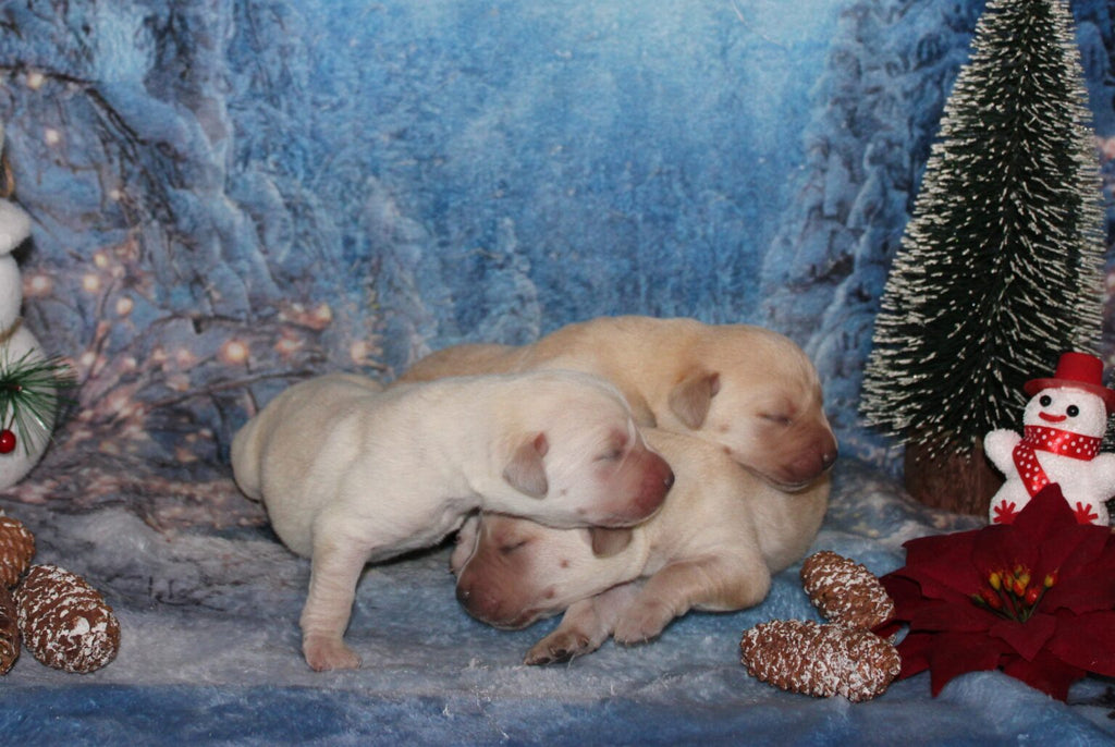 Cachorros de labrador amarillo (sable)