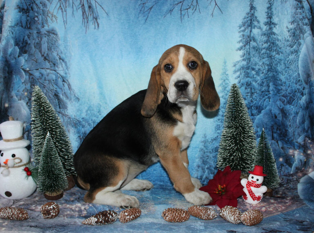 Hermosa BEAGLE hembra tricolor