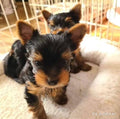 Cachorros de Yorkshire Terrier
