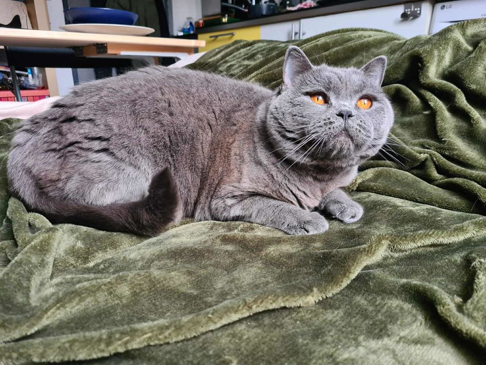 Yuki, una belleza con compostura inglesa