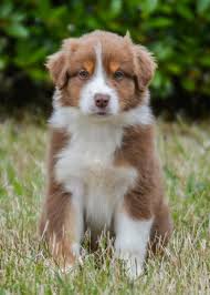 Pastor australiano macho, registrado en el Kennel Club francés (LOF), rojo merle, líneas de sangre probadas y ADN limpio.
