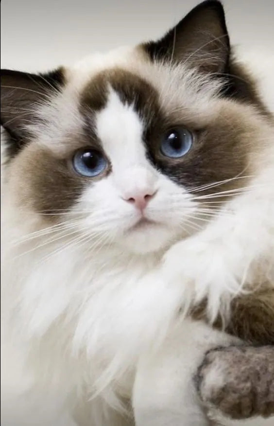 Hermosos Gatos Ragdoll Michis Pereira Manizales Cat Gatas