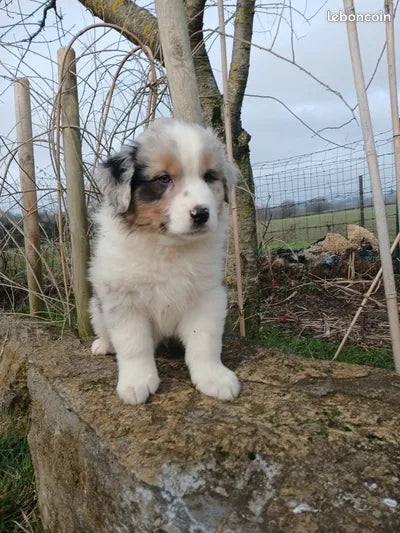 Cachorros de Pastor Australiano