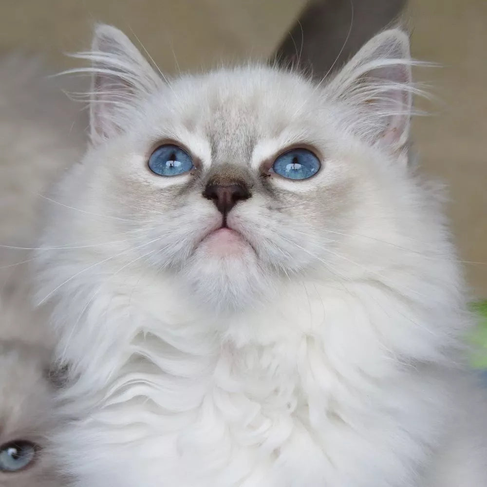 Preciosos gatitos Ragdoll
Bellegarde-Sainte-Marie