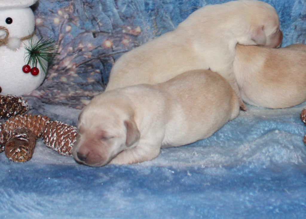 Cachorros de labrador amarillo (sable)