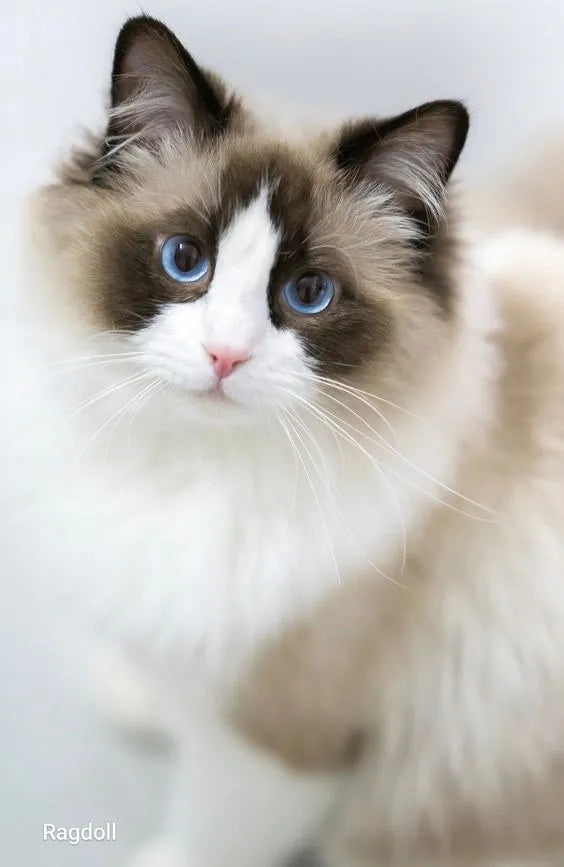 Hermosos Gatos Ragdoll Michis Pereira Manizales Cat Gatas