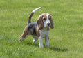Beagle alto
