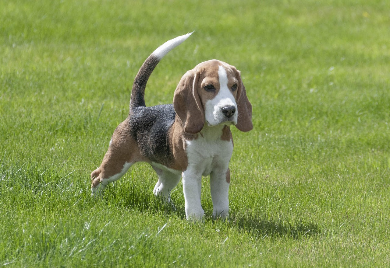 Beagle alto